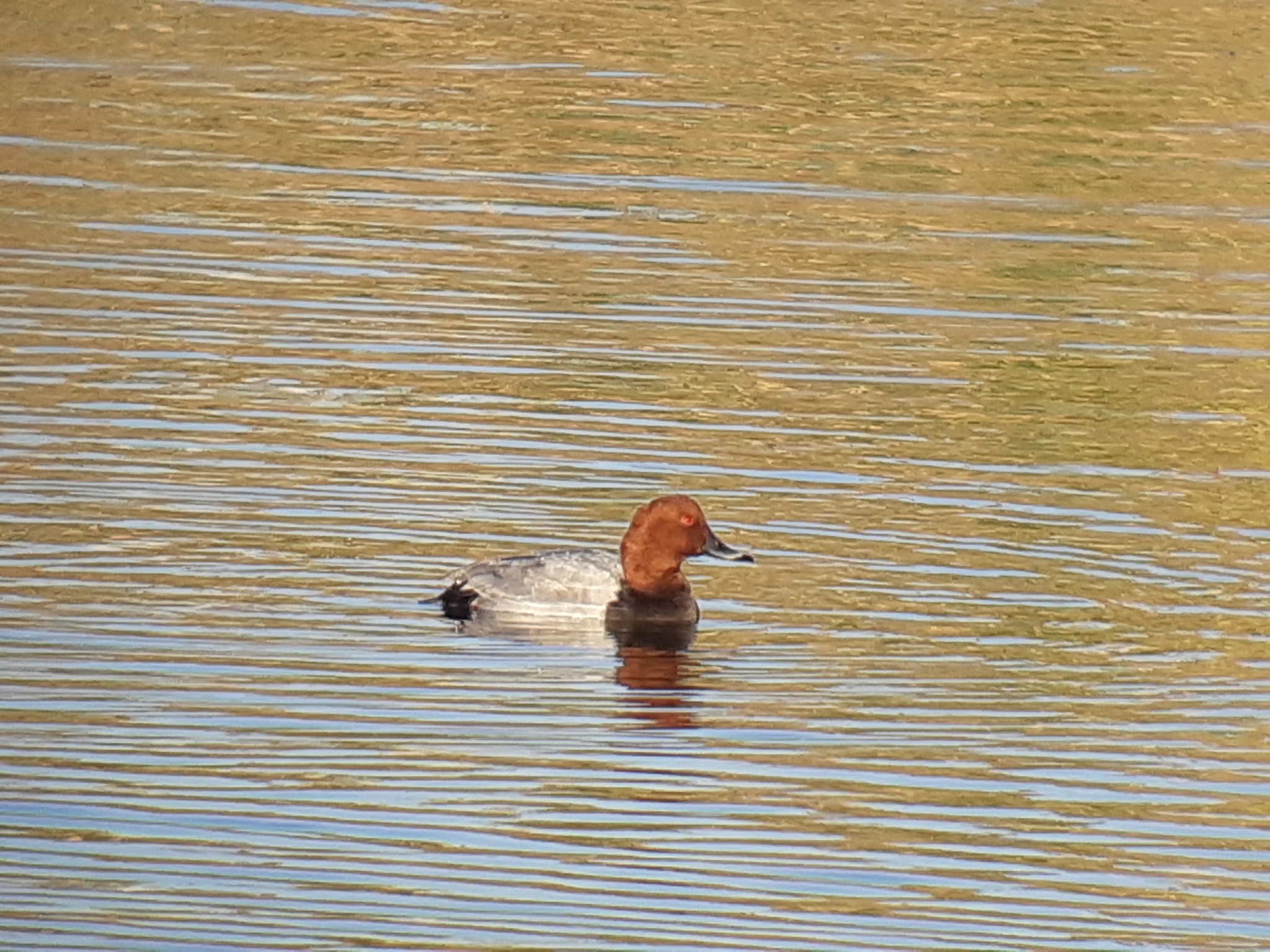 Common Pochard