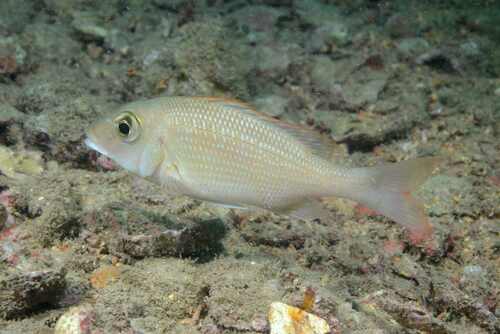 Atlantic emperor (Lethrinus atlanticus) — Lethrinidae — 4