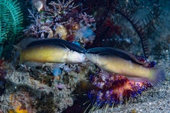 Pseudochromis perspicillatus