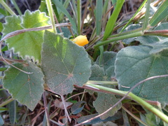 Abutilon parishii