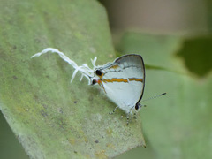 Hypolycaena
