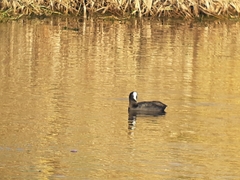 Fulica atra