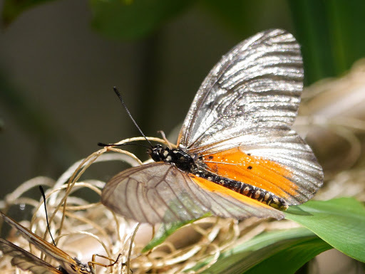 Acraea pentapolis