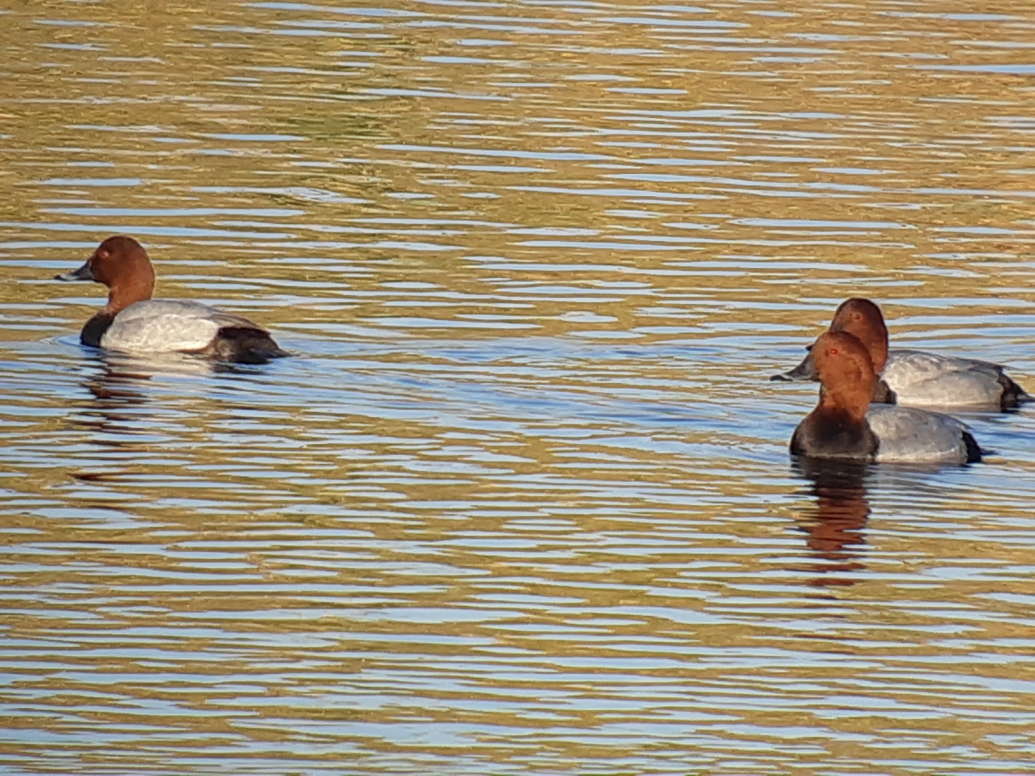 Common Pochard