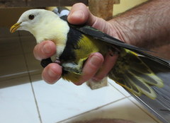 Ptilinopus cinctus cinctus