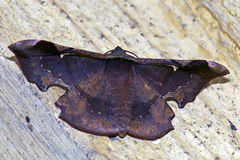 Fascellina