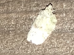 Flatoidinus punctatus