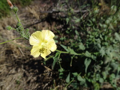 Anoda abutiloides