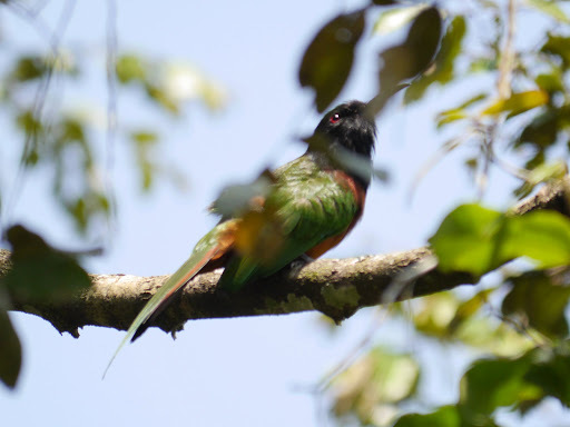 Black-headed Bee-eater (Merops breweri), photo 5