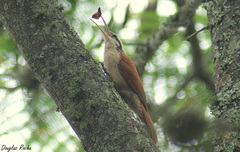 Lepidocolaptes angustirostris