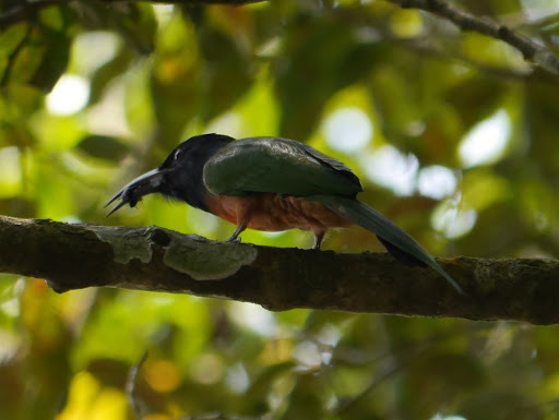 Black-headed Bee-eater (Merops breweri), photo 6