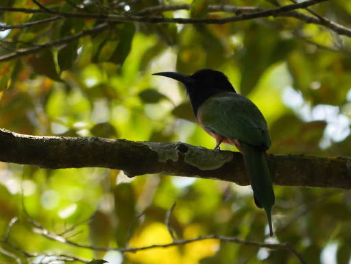 Black-headed Bee-eater (Merops breweri), photo 7
