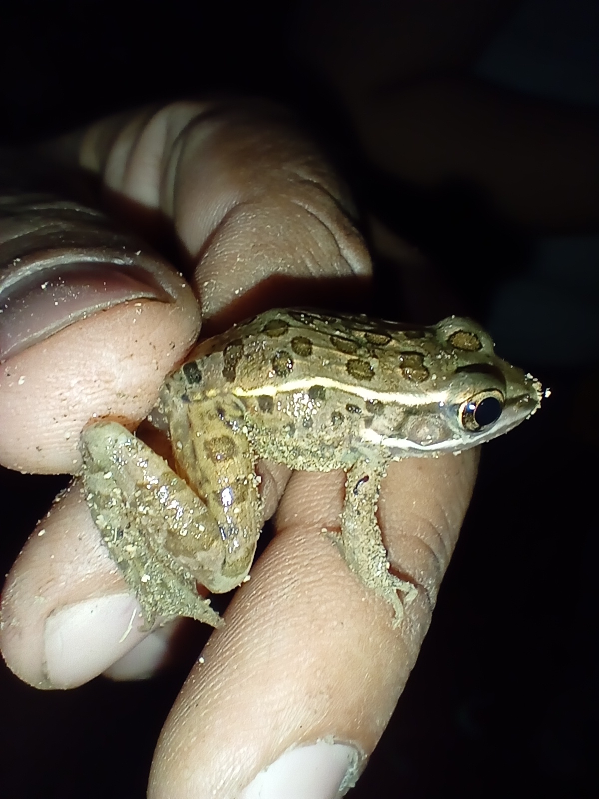 Lithobates forreri (Boulenger, 1883)