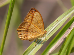 Pseudargynnis hegemone