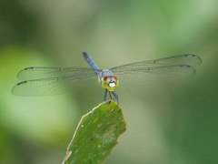 Chalcostephia flavifrons