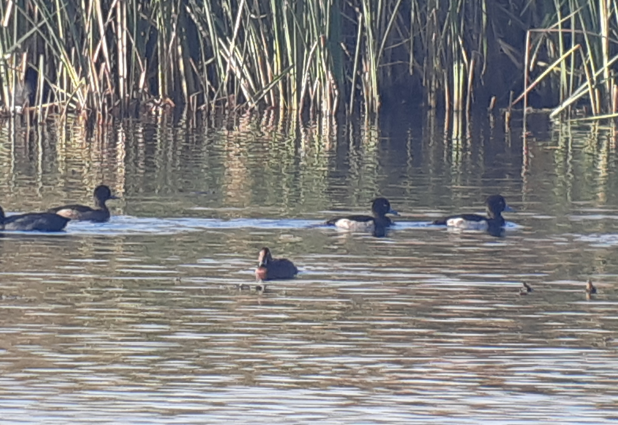 Tufted Duck