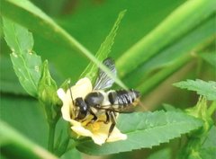 Megachile igniscopata