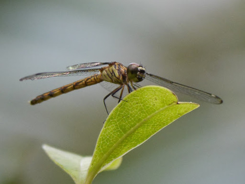 Pied-spot photo 3
