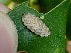 Epistrophella emarginata