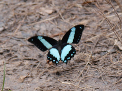 Papilio chrapkowskoides