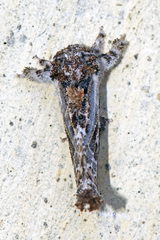 Metarbelidae