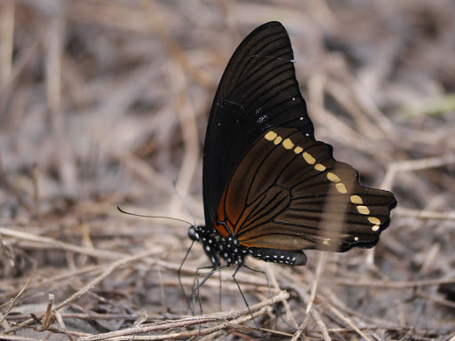 Broadly Green-banded Swallowtail