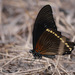 Broadly Green-banded Swallowtail - Photo (c) Matt Muir, some rights reserved (CC BY)