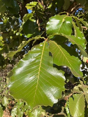Quercus resinosa