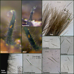 Morrisographium persicae