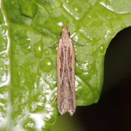 Palmerworm Moth and Allies photo 4