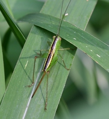 Conocephalus strictus