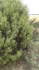Geijera linearifolia