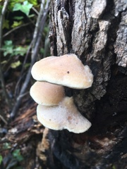 Pseudospongipellis unicolor