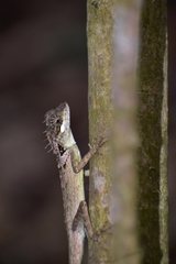 Elliot's Forest Lizard photo 3