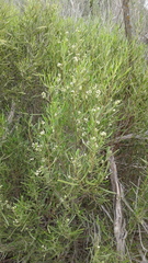 Geijera linearifolia