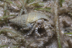 Diogenidae