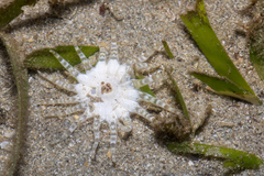 Metapeachia tropica