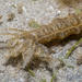 Synaptidae - Photo (c) budak, osa oikeuksista pidätetään (CC BY-NC), uploaded by budak