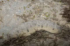 Holothuria scabra