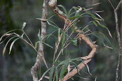 Image of Arundinaria gigantea
