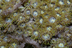 Zoanthus sansibaricus