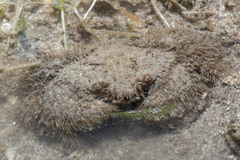 Pilumnus vespertilio