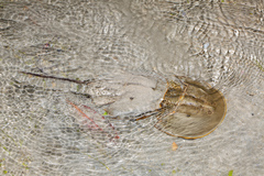 Tachypleus gigas