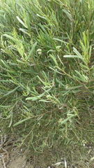 Geijera linearifolia