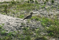 Burhinus senegalensis