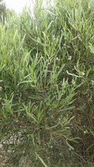 Geijera linearifolia