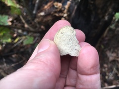 Pseudospongipellis unicolor