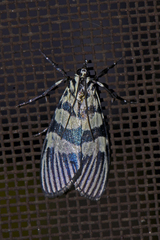 Heortia vitessoides