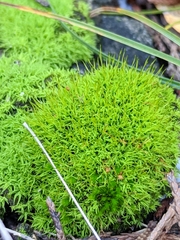 Tortella humilis