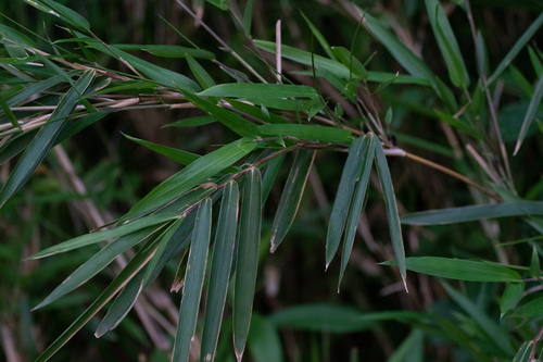 Pleioblastus argenteostriatus, photograph 3